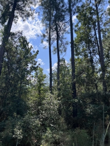 80 Acres in Kirbyville Texas! - Land with timber and creek access - image 2
