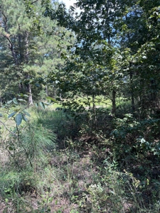 80 Acres in Kirbyville Texas! - Land with timber and creek access - image 4