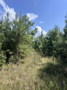 80 Acres in Kirbyville Texas! - Land with timber and creek access - image 6