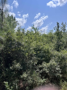 80 Acres in Kirbyville Texas! - Land with timber and creek access - image 5