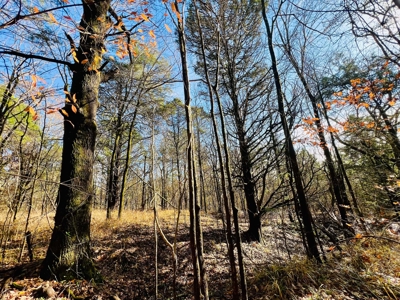 Prime Land For Sale in Byhalia Mississippi - image 4