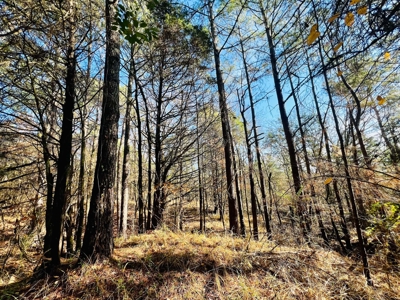 Prime Land For Sale in Byhalia Mississippi - image 19