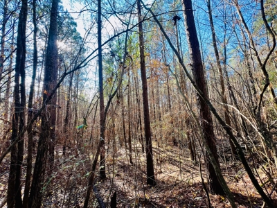 Prime Land For Sale in Byhalia Mississippi - image 9