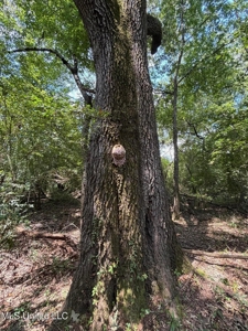 88 Acres for Sale in Hinds County Jackson, MS - image 3