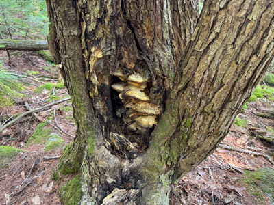 Unique 20 Acre Lakefront Parcel on Cold Stream Pond - image 22