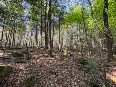 Unique 20 Acre Lakefront Parcel on Cold Stream Pond - image 17