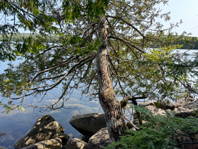 Unique 20 Acre Lakefront Parcel on Cold Stream Pond - image 23