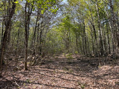 Unique 20 Acre Lakefront Parcel on Cold Stream Pond - image 9