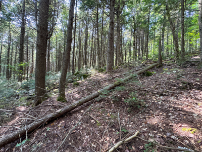 Unique 20 Acre Lakefront Parcel on Cold Stream Pond - image 29