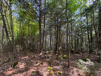 Unique 20 Acre Lakefront Parcel on Cold Stream Pond - image 14