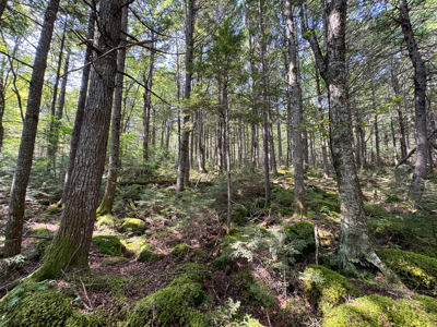 Unique 20 Acre Lakefront Parcel on Cold Stream Pond - image 21