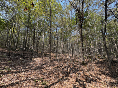 Unique 20 Acre Lakefront Parcel on Cold Stream Pond - image 11