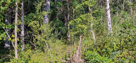Prime 1.33-Acre Commercial Lot in Buchanan, VA - image 8