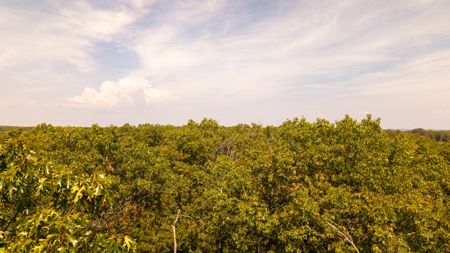 Prime Hunting Land Located in the Missouri Ozarks - image 18