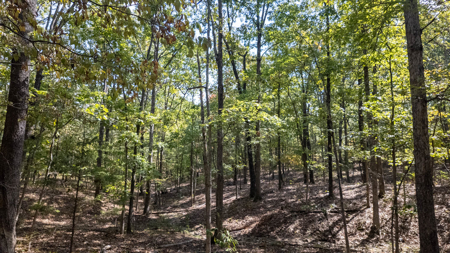 Prime Hunting Land Located in the Missouri Ozarks - image 11