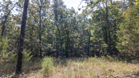Prime Hunting Land Located in the Missouri Ozarks - image 12