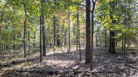 Prime Hunting Land Located in the Missouri Ozarks - image 6