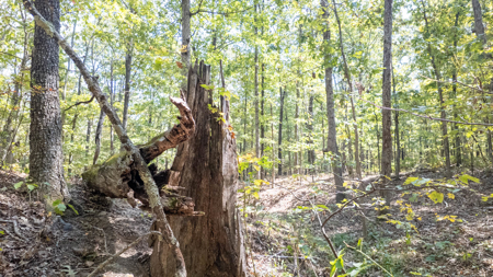 Prime Hunting Land Located in the Missouri Ozarks - image 10