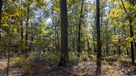 Prime Hunting Land Located in the Missouri Ozarks - image 5