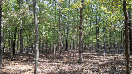 Prime Hunting Land Located in the Missouri Ozarks - image 7