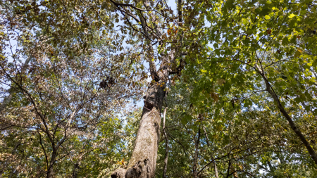 Prime Hunting Land Located in the Missouri Ozarks - image 8
