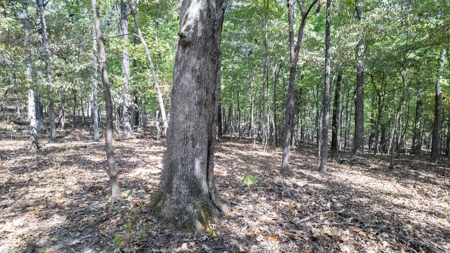 Prime Hunting Land Located in the Missouri Ozarks - image 9