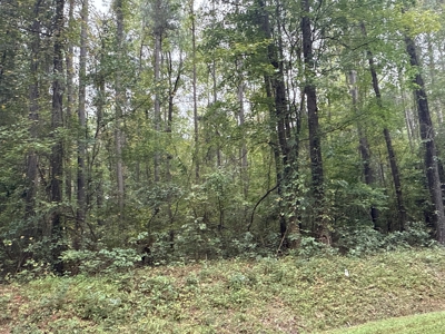15 Acres Timber & Hunting Land in Aurora, NC - image 3