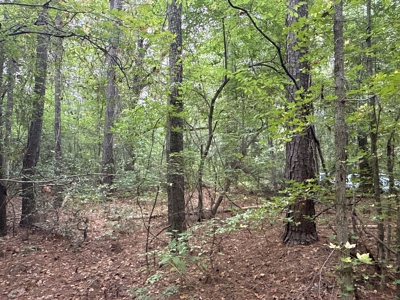 15 Acres Timber & Hunting Land in Aurora, NC - image 10