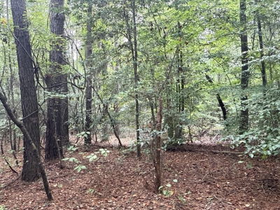 15 Acres Timber & Hunting Land in Aurora, NC - image 7