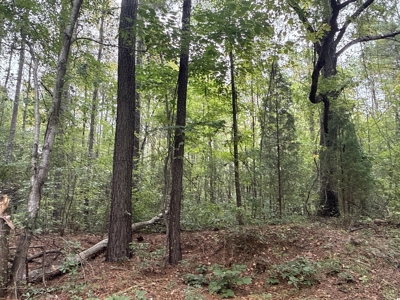 15 Acres Timber & Hunting Land in Aurora, NC - image 6
