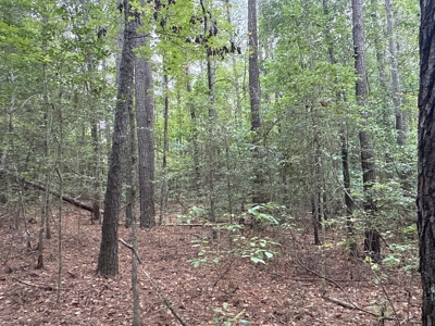 15 Acres Timber & Hunting Land in Aurora, NC - image 8