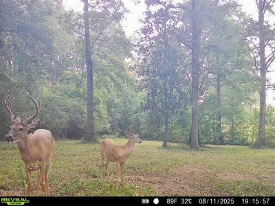 52.5 Acres of Recreational Land for Sale in Jones County MS - image 42