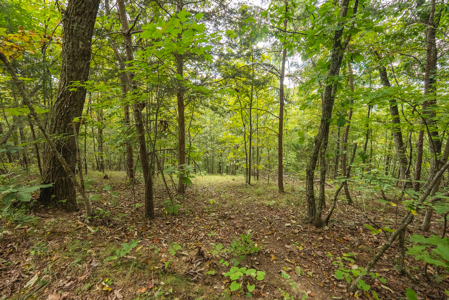The View Clinch Mountain Mooresburg Tennessee 6.73 Acres - image 28
