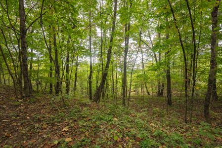 The View Clinch Mountain Mooresburg Tennessee 6.73 Acres - image 25