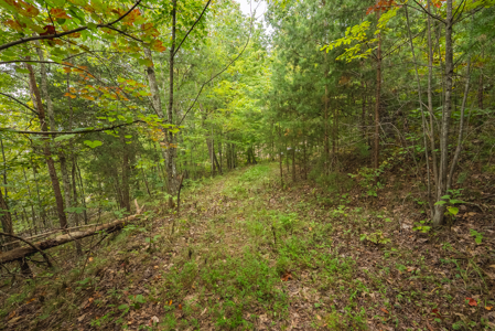 The View Clinch Mountain Mooresburg Tennessee 6.73 Acres - image 30