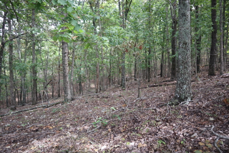Ozarks Acreage With Creek & Spring For Sale Near Salem Arkansas - image 24