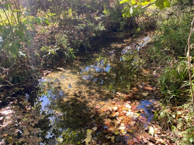 Ozarks Acreage With Creek & Spring For Sale Near Salem Arkansas - image 48