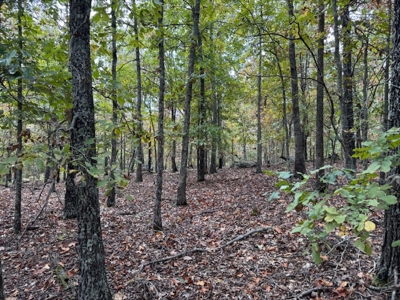 Ozarks Acreage With Creek & Spring For Sale Near Salem Arkansas - image 38