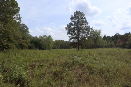 Ozarks Acreage With Creek & Spring For Sale Near Salem Arkansas - image 9