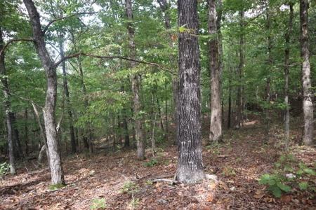 Ozarks Acreage With Creek & Spring For Sale Near Salem Arkansas - image 32