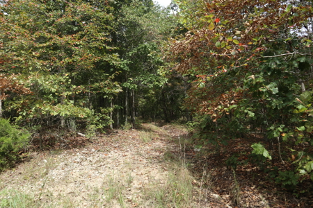 Ozarks Acreage With Creek & Spring For Sale Near Salem Arkansas - image 7