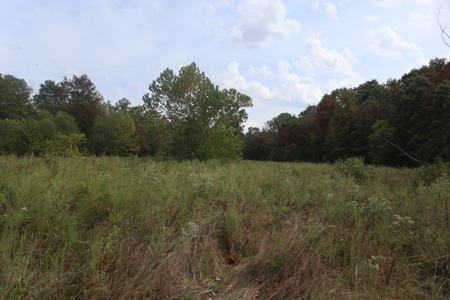 Ozarks Acreage With Creek & Spring For Sale Near Salem Arkansas - image 11
