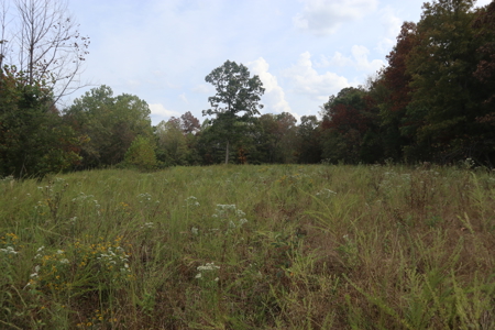 Ozarks Acreage With Creek & Spring For Sale Near Salem Arkansas - image 12