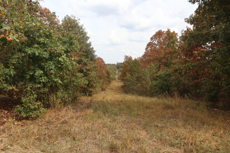 Ozarks Acreage With Creek & Spring For Sale Near Salem Arkansas - image 27