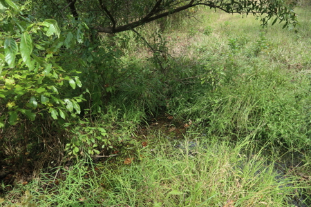 Ozarks Acreage With Creek & Spring For Sale Near Salem Arkansas - image 30