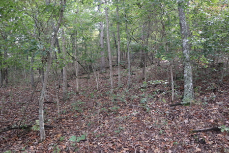 Ozarks Acreage With Creek & Spring For Sale Near Salem Arkansas - image 17