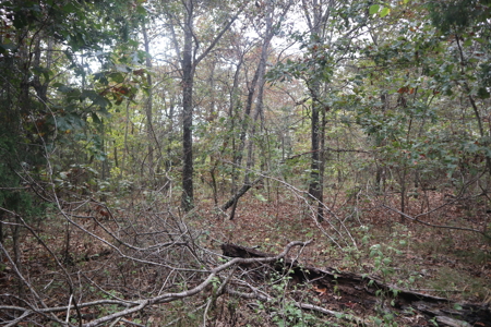 Ozarks Acreage With Creek & Spring For Sale Near Salem Arkansas - image 19