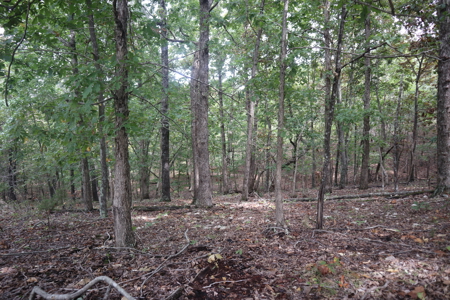 Ozarks Acreage With Creek & Spring For Sale Near Salem Arkansas - image 25