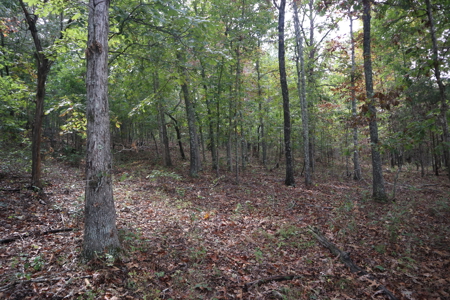Ozarks Acreage With Creek & Spring For Sale Near Salem Arkansas - image 16