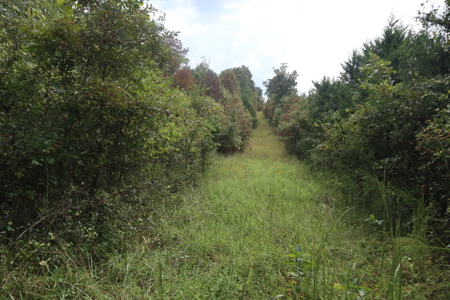 Ozarks Acreage With Creek & Spring For Sale Near Salem Arkansas - image 23